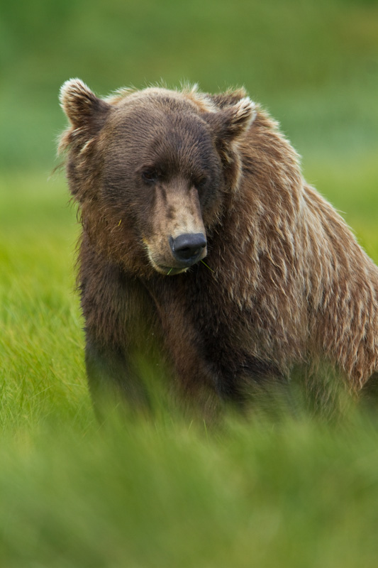 Grizzly Bear